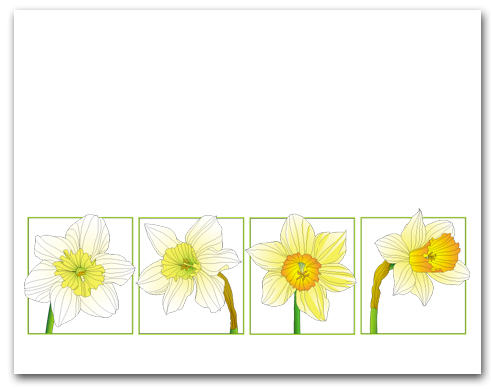 Four White and Yellow Daffodil in Row of Boxes Larger