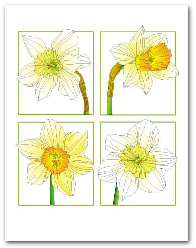 Four White and Yellow Daffodil in Square of Boxes Larger