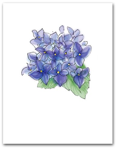 Multiple Blue Lavender Hydrangea Larger