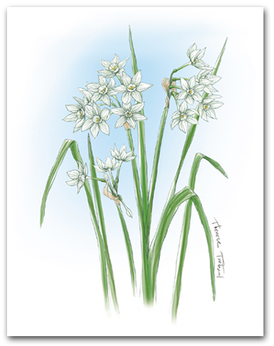 Multiple White Narcissus Flowers Larger
