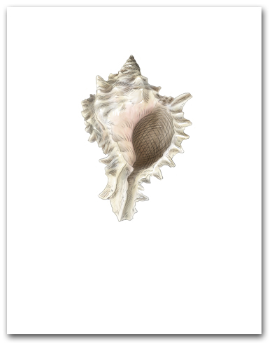 Murex Pale Pink Brown Small Vertical Shell Illustration Note Car Larger