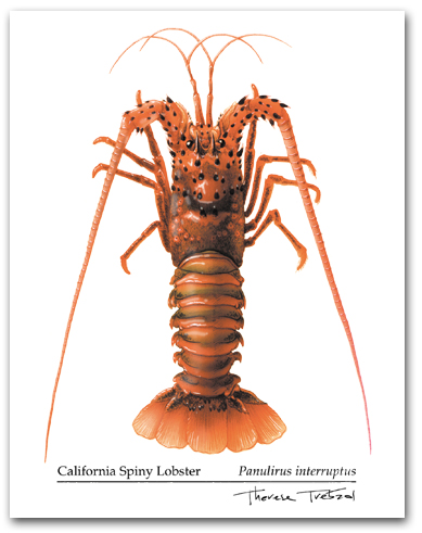 Pacific Spiny Lobster Panulirus interruptus Larger
