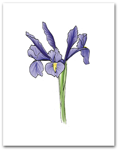 Single Blue Flag Iris Larger