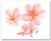 Three Pink Plumeria on Flower Note Cards