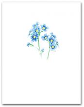 Blue Forget-Me-Not Small Flower Cluster