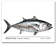 Bluefin Tuna Thunnus thynnus
