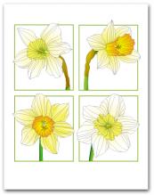 Four White and Yellow Daffodil in Square of Boxes
