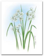 Multiple White Narcissus Flowers