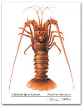 Pacific Spiny Lobster Panulirus interruptus