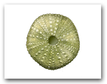 Sea Urchin Green Large Horizontal