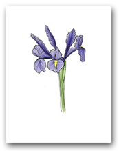 Single Blue Flag Iris