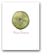 Small Green Sea Urchin Merry Christmas
