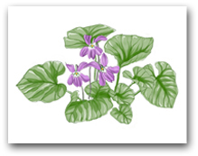 Three Lavender Violets with Leaves